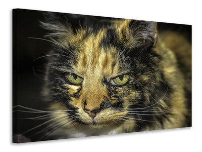 z-canvas-print-attention-cat
